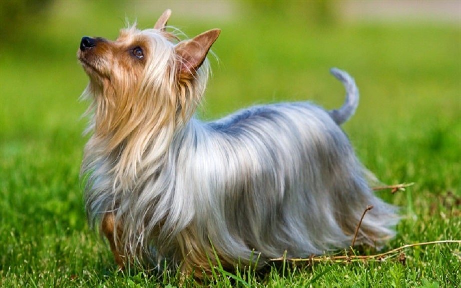 Silky Terrier