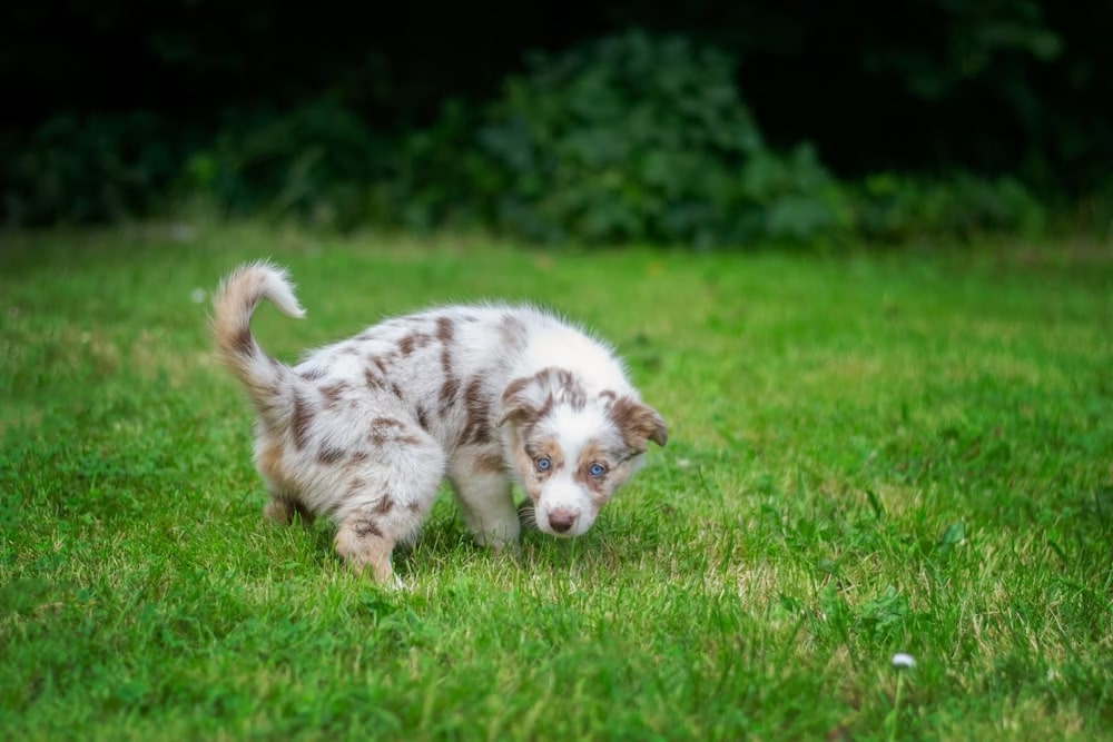 Why Puppies Pee a Lot