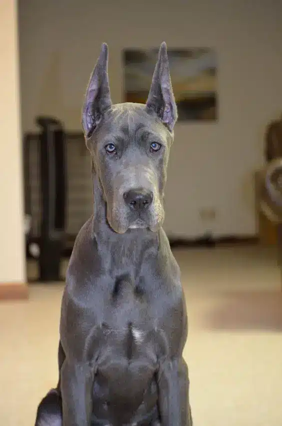 great dane dog