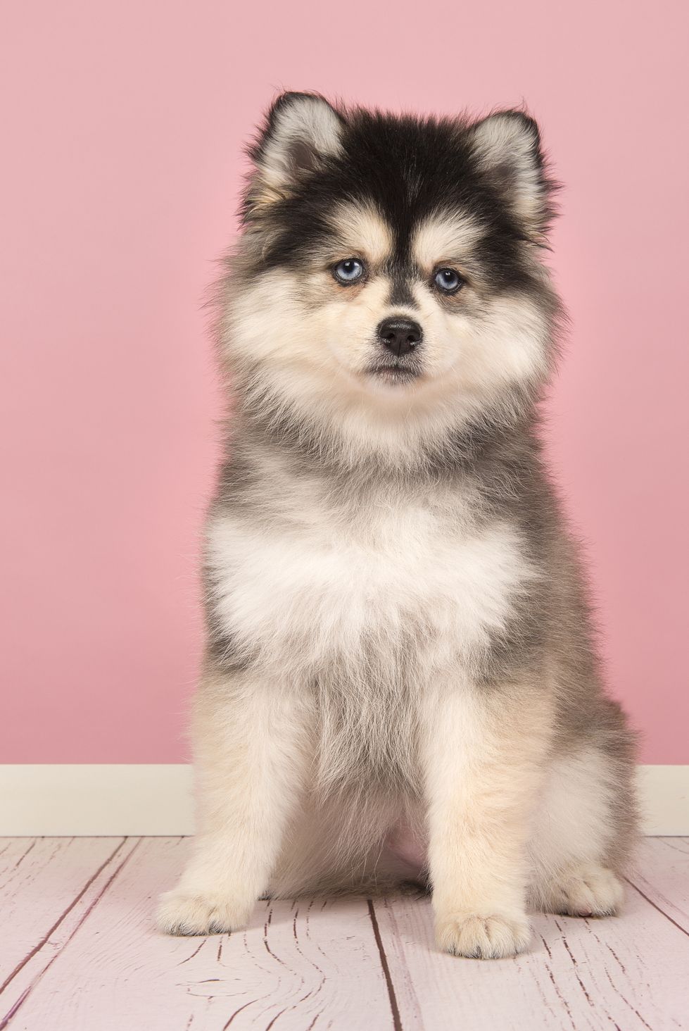 pomsky dog breed