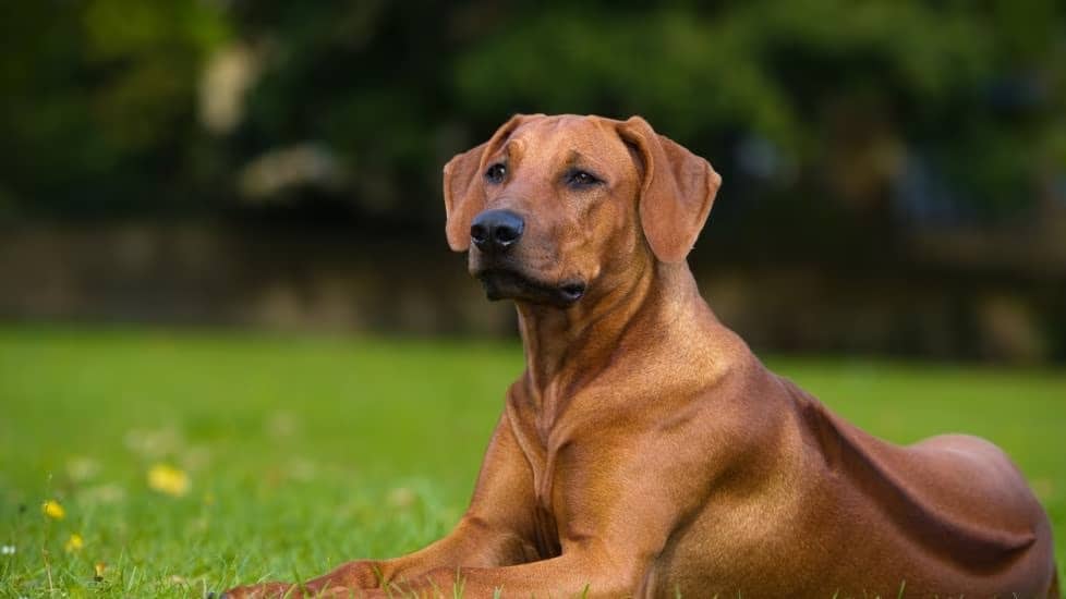 Rhodesian Ridgeback