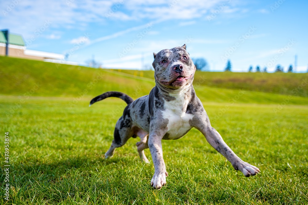 Blue Merle Pitbull