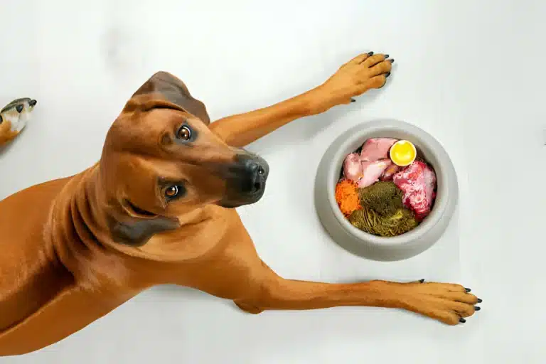 Create a Balanced Dog Diet