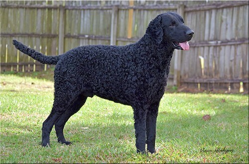 Curly Coated Retriever
