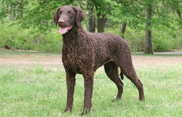 Curly-Coated Retriever Dog