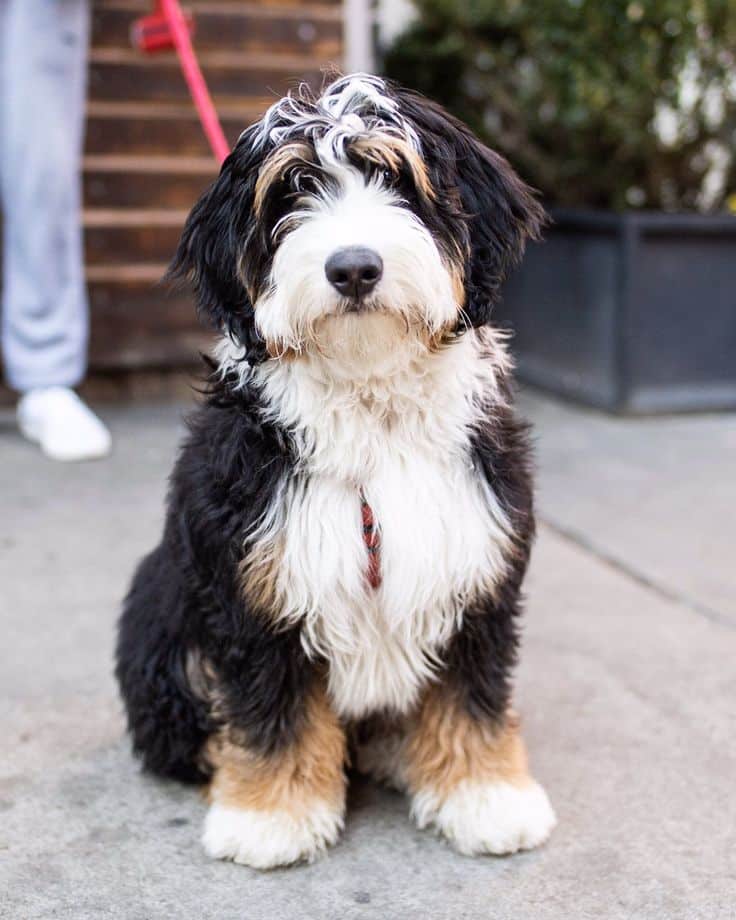 Cute Mini Bernedoodle