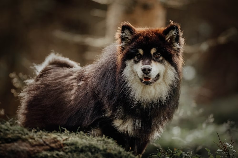 Finnish Lapphund