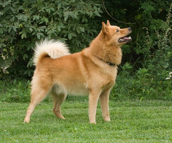Finnish Spitz