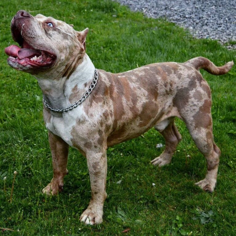 Merle Pitbull colors and patterns
