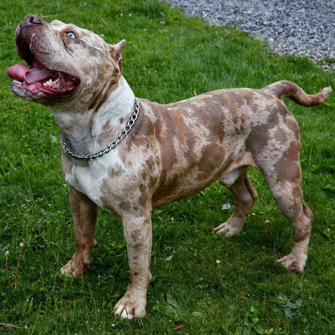 Merle Pitbull colors and patterns
