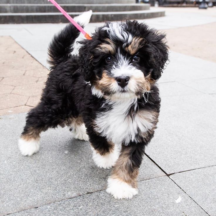 Mini Bernedoodle Dog