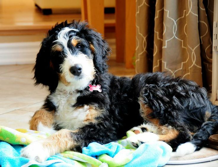 Mini Bernedoodle Dog