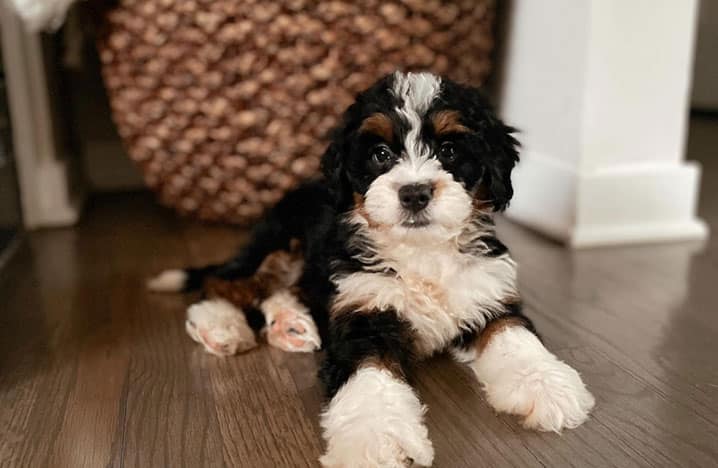 Mini Bernedoodle