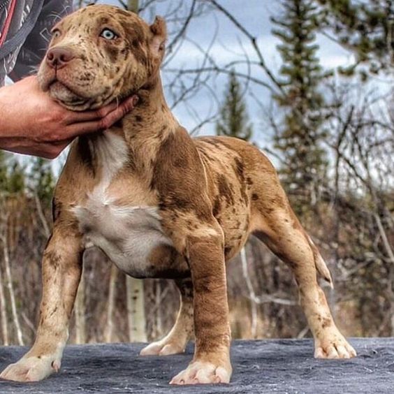 Red Merle Pitbull