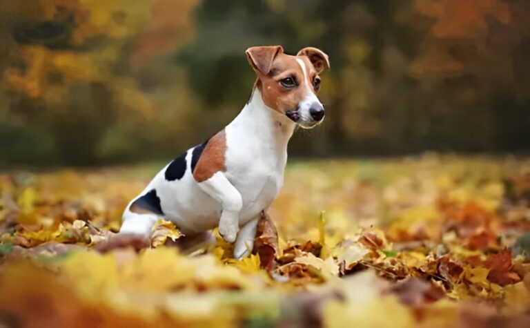 Russell Terrier Breed