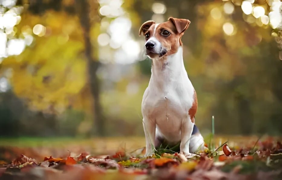 Russell Terrier dog Breed