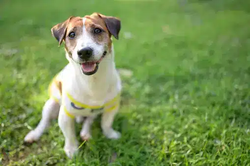 Russell Terrier dog Breed
