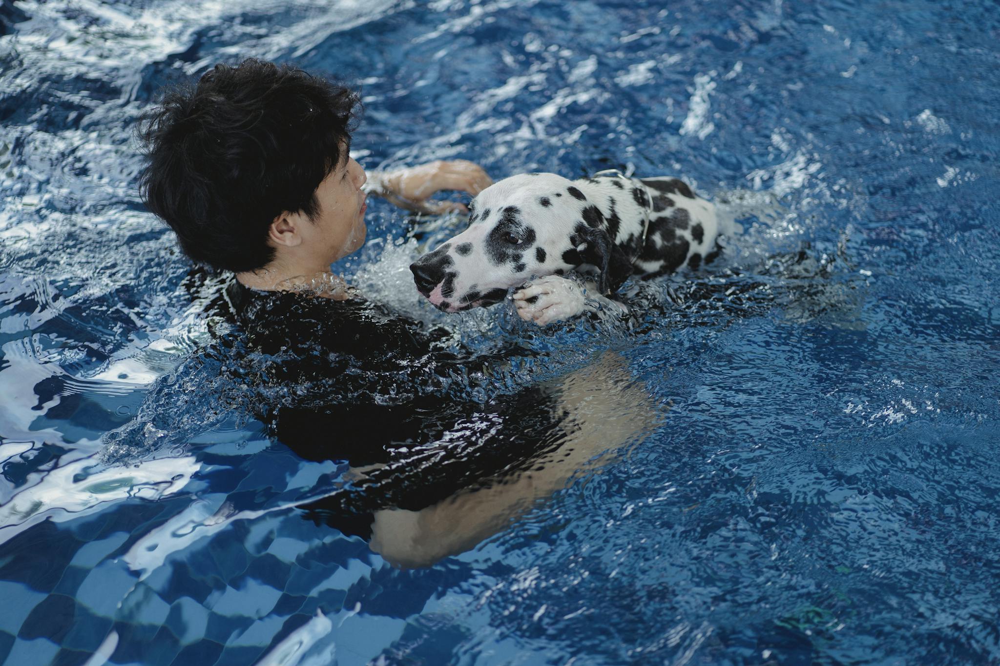 Adult swimming with a playful Dalmatian in a pool, enjoying a fun and active moment.