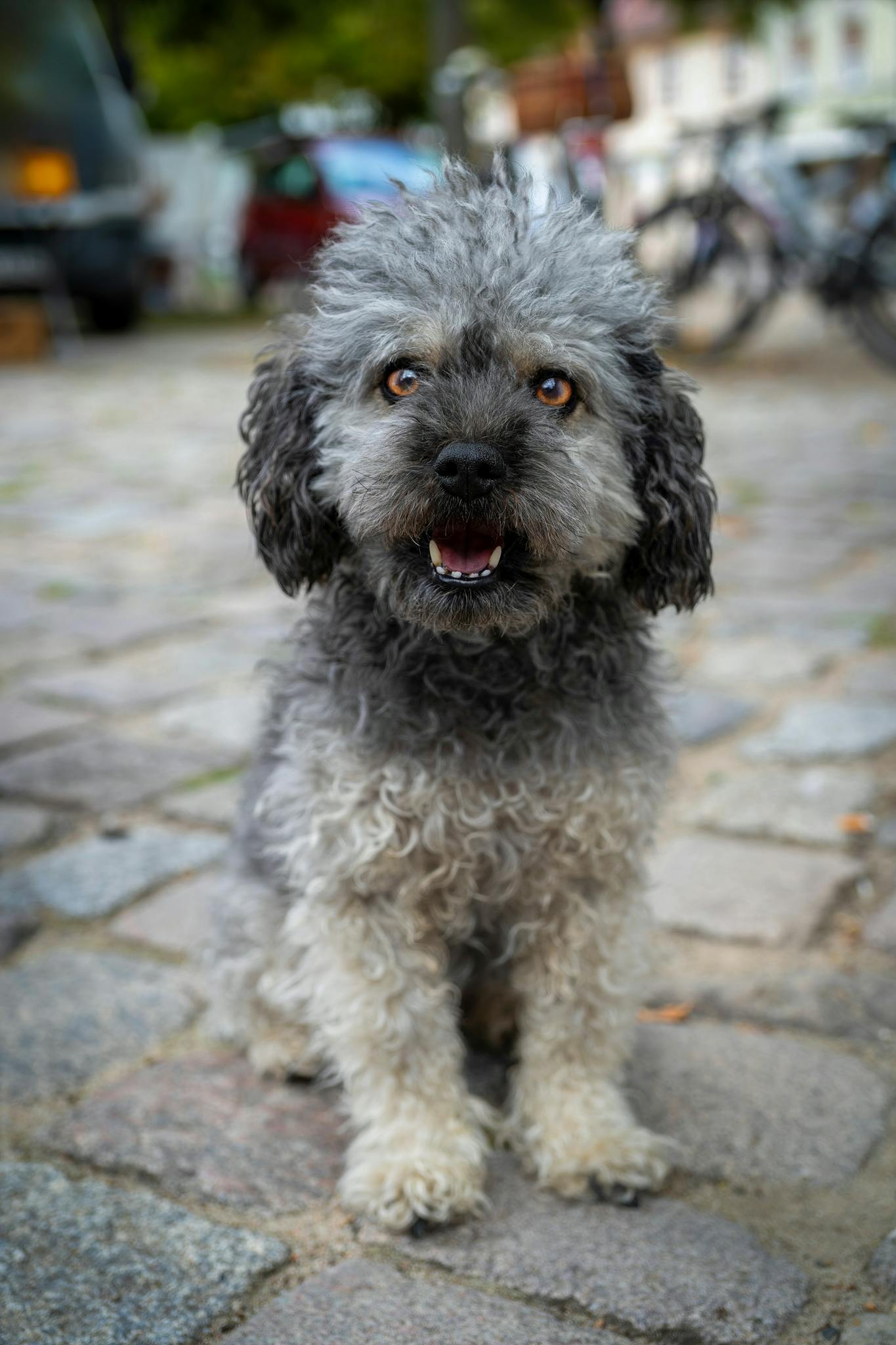 Charming portrait of a small, curly-haired dog sitting on a cobblestone path, ready to play.