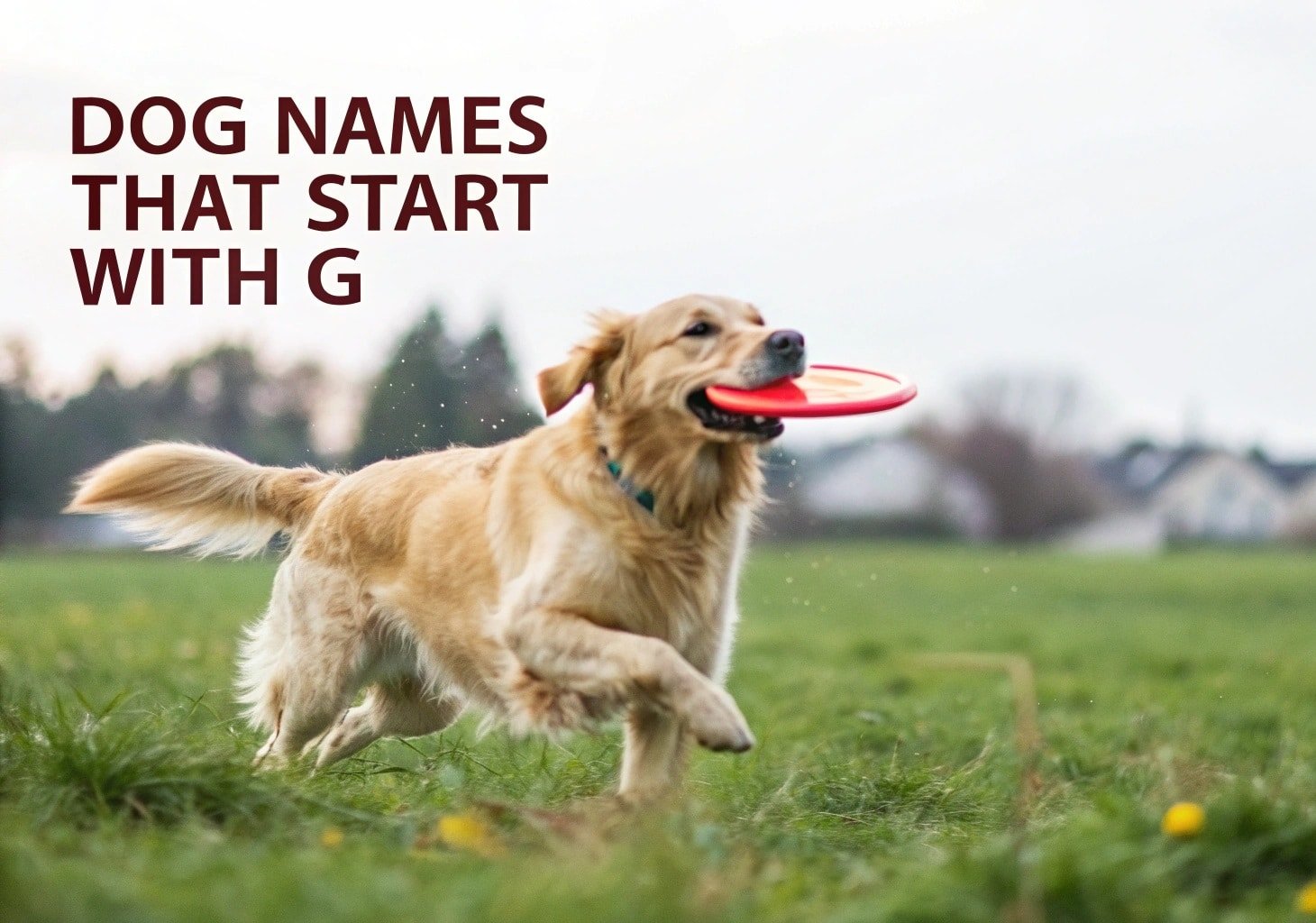 Dog Names That Start With G