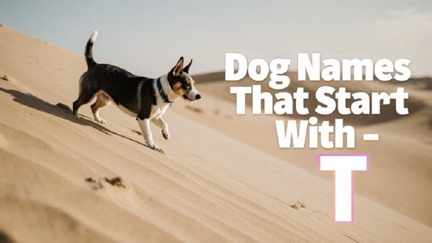 Dog Names That Start With T