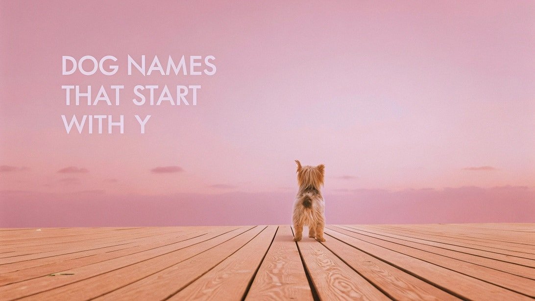 Dog Names That Start With Y